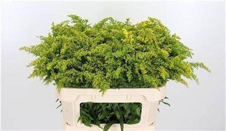 <h4>Soli Golden Glory</h4>