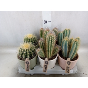 Cactus   ...mix