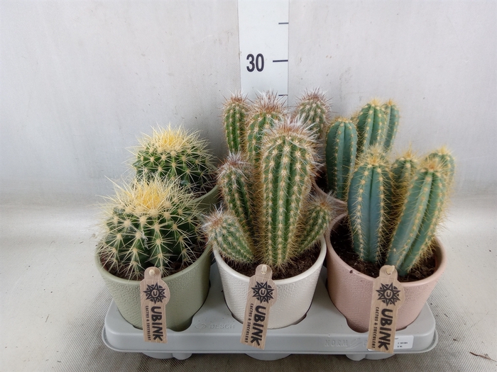 <h4>Cactus   ...mix</h4>