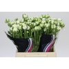 Ranunculus Elegance White