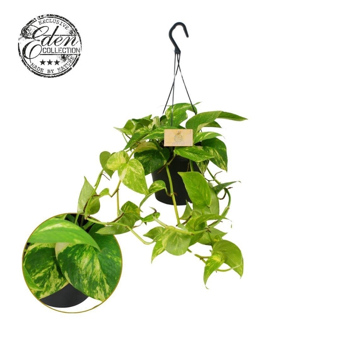 <h4>Epipremnum Hawaien 17cm HP</h4>
