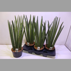 Sansev Cylindrica Ov