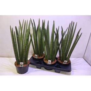 Sansev Cylindrica Ov