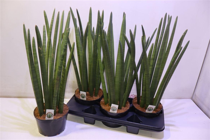 <h4>Sansev Cylindrica Ov</h4>