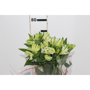 ALSTROEMERIA MISTRAL 080 CM