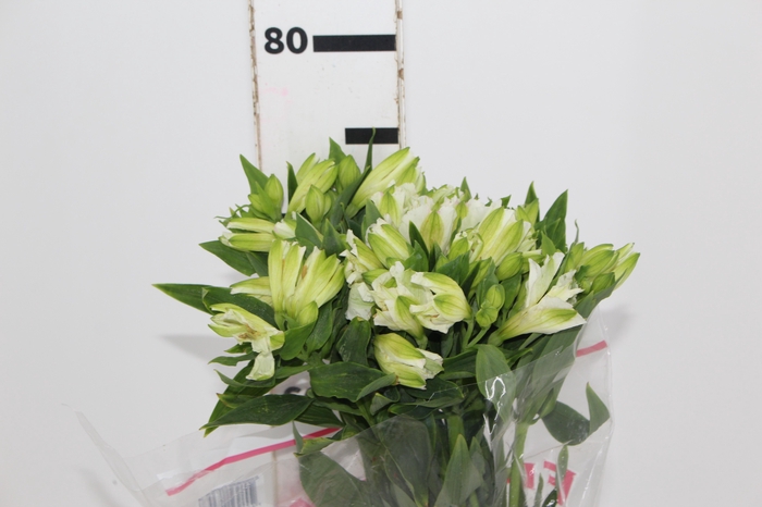 <h4>ALSTROEMERIA MISTRAL 080 CM</h4>