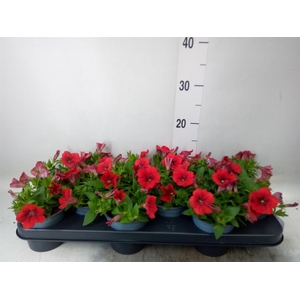 Petunia  'Surfinia Red'
