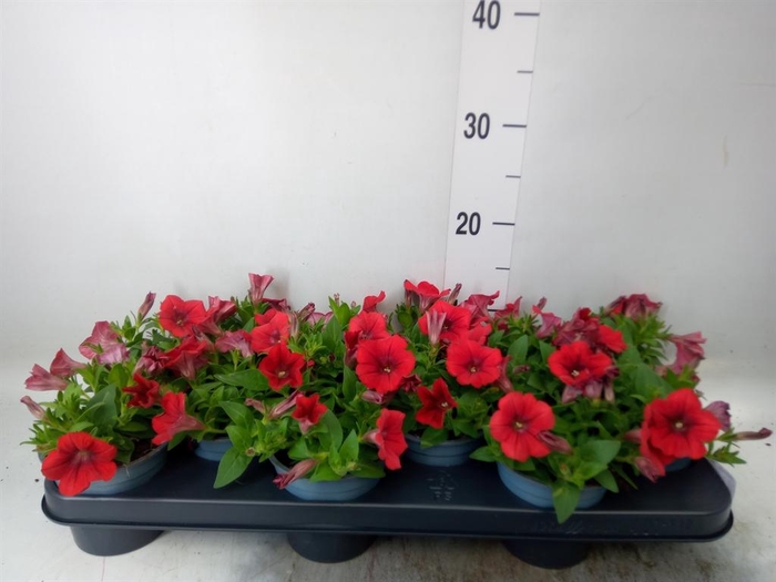 <h4>Petunia  'Surfinia Red'</h4>