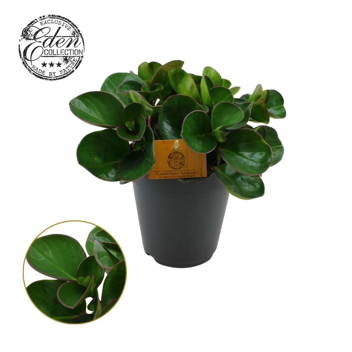 <h4>Peperomia Burning Bush 15cm</h4>