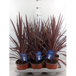 Cordyline austr. 'Red Star'