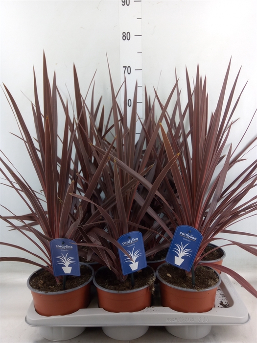 <h4>Cordyline austr. 'Red Star'</h4>