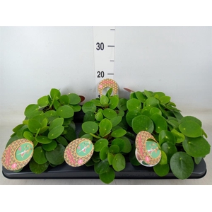 Pilea peperomioides
