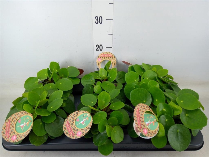<h4>Pilea peperomioides</h4>