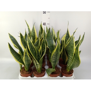 Sansevieria trifa. 'Futura Superba'