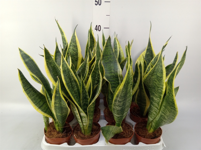 <h4>Sansevieria trifa. 'Futura Superba'</h4>