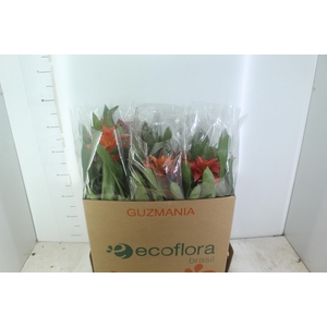 GUZMANIA VARIADA P14