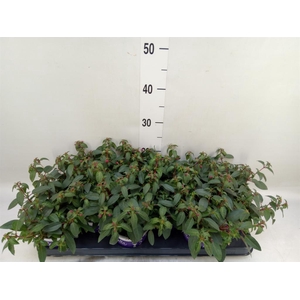 Fuchsia  'Bella Fuchsia Olivia'