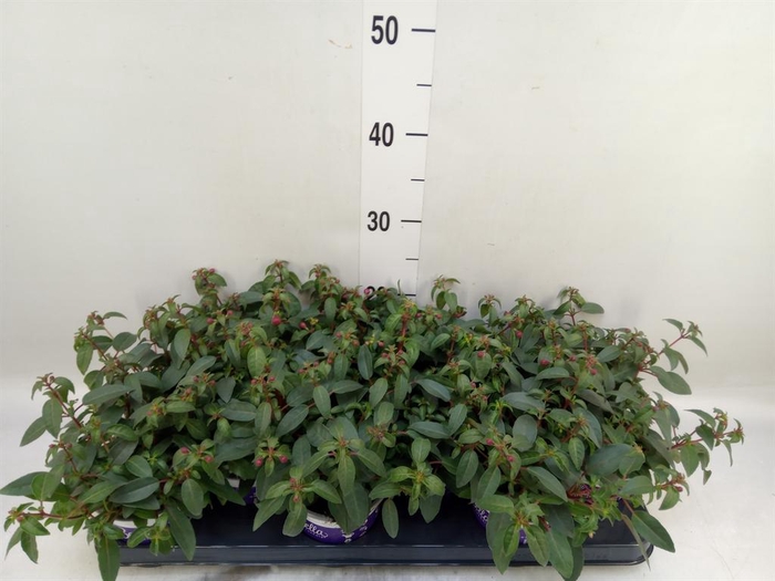 <h4>Fuchsia  'Bella Fuchsia Olivia'</h4>