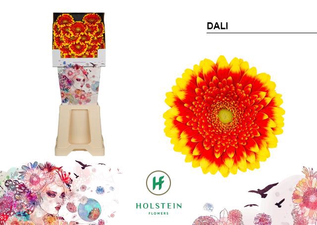 <h4>Germini diamond dali</h4>