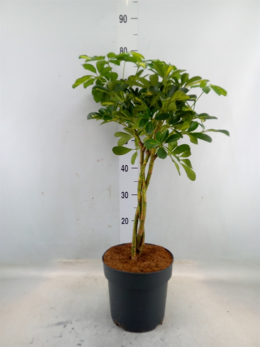 <h4>Schefflera arbor. 'Gold Capella'</h4>