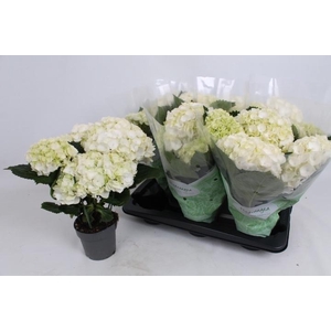 HYDR M CRYSTAL PALAC