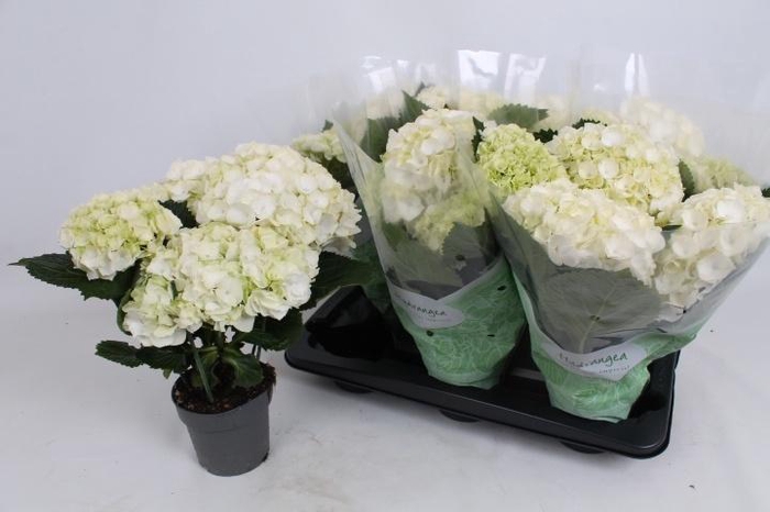 <h4>HYDR M CRYSTAL PALAC</h4>