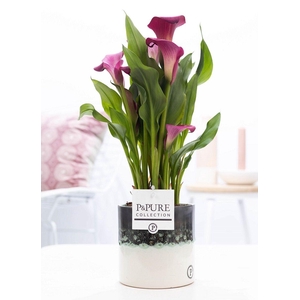 Zantedeschia pink in P&PURE Illusion cer. perfectly imperfectabl