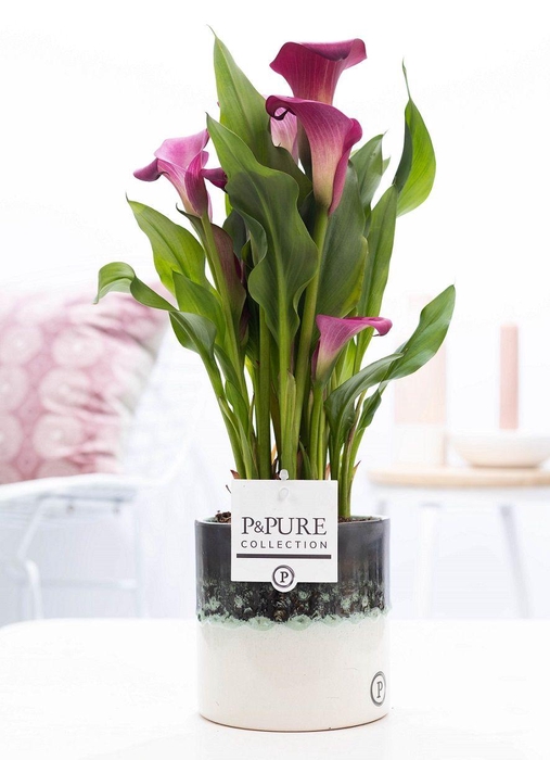 <h4>Zantedeschia pink in P&PURE Illusion cer. perfectly imperfectabl</h4>