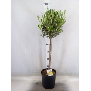 Olea europaea