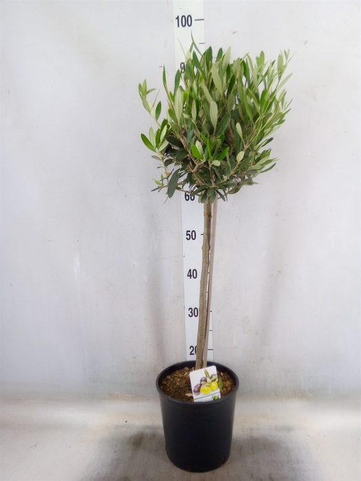 <h4>Olea europaea</h4>