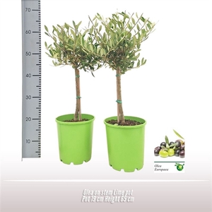 Olea op stam