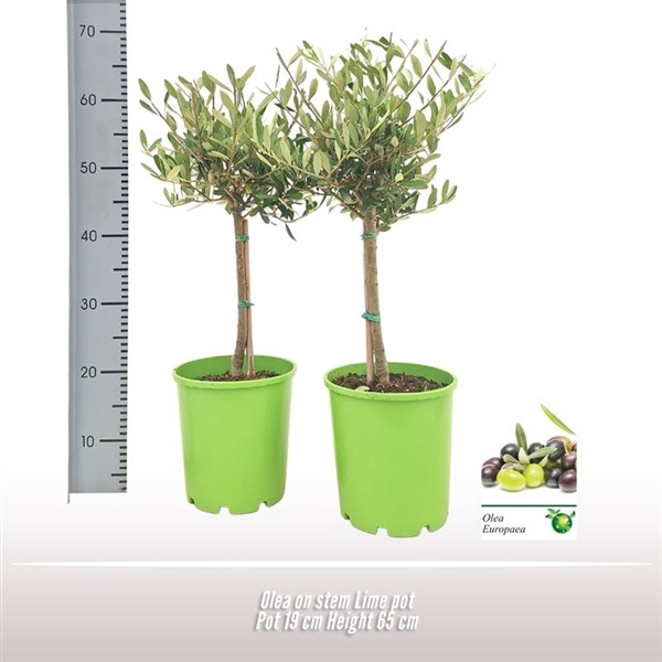 <h4>Olea op stam</h4>
