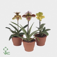 Paphiopedilum american hybride mix