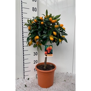 Citrus Kumquat Margarita on stem