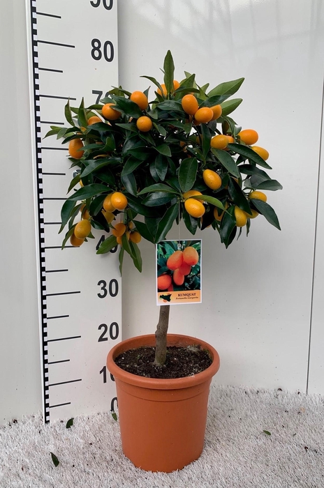 <h4>Citrus Kumquat Margarita on stem</h4>