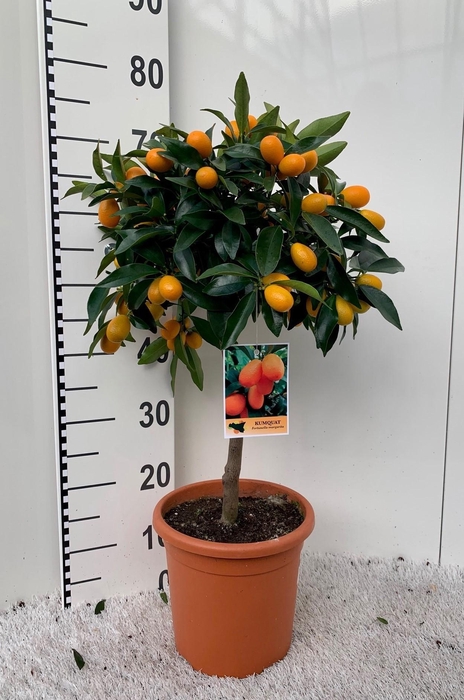 <h4>Citrus Kumquat Margarita on stem</h4>