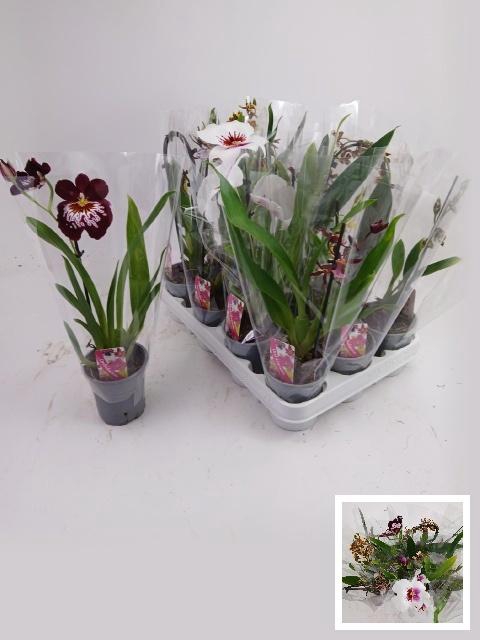 <h4>ORCHIDEEEN GEM</h4>