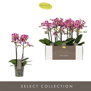 Phalaenopsis Multifloratypes Bubbles