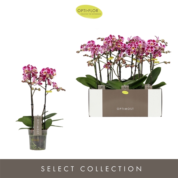 <h4>Phalaenopsis Multifloratypes Bubbles</h4>