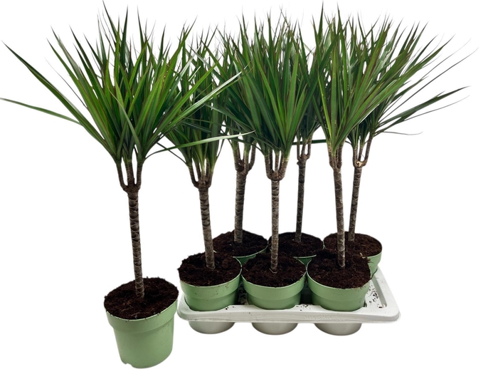 <h4>DRA MARGINATA</h4>