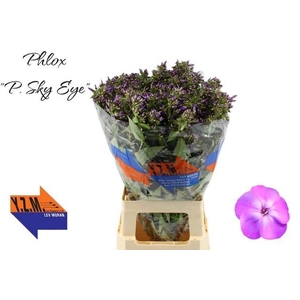 PHLOX P SKY EYES