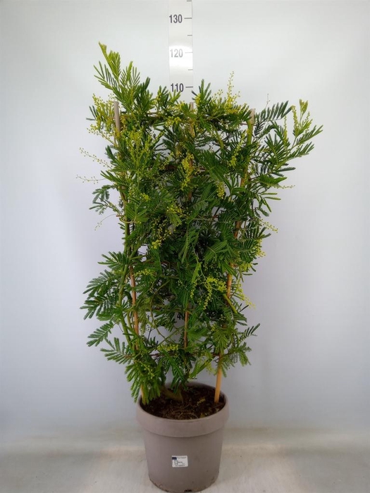 <h4>Acacia paradoxa</h4>