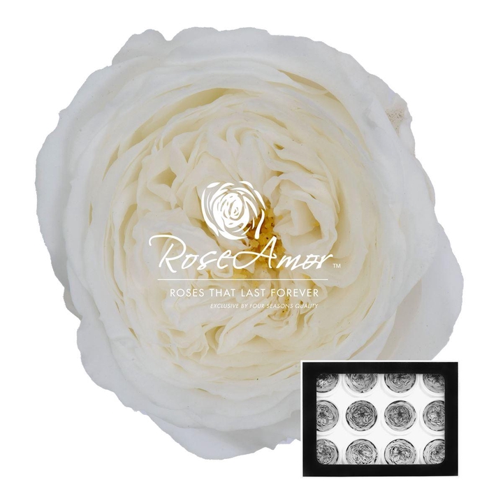 <h4>Amelia Whi01</h4>