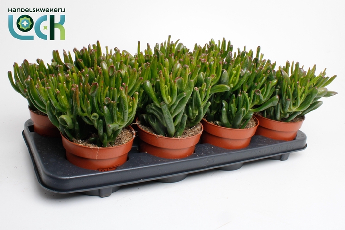 <h4>Crassula Horn Tree</h4>
