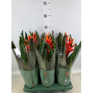 Aechmea  'Pepita Elegant Flames'