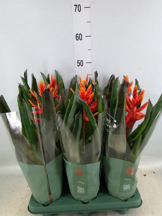 <h4>Aechmea  'Pepita Elegant Flames'</h4>