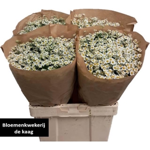 TANA PA SINGLE VEGMO