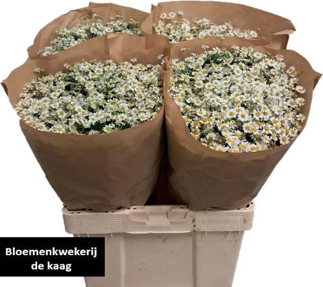 <h4>TANA PA SINGLE VEGMO</h4>