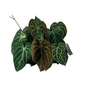 AGLAONEMA COMMUTATUM P12