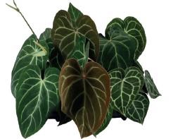 <h4>AGLAONEMA COMMUTATUM P12</h4>